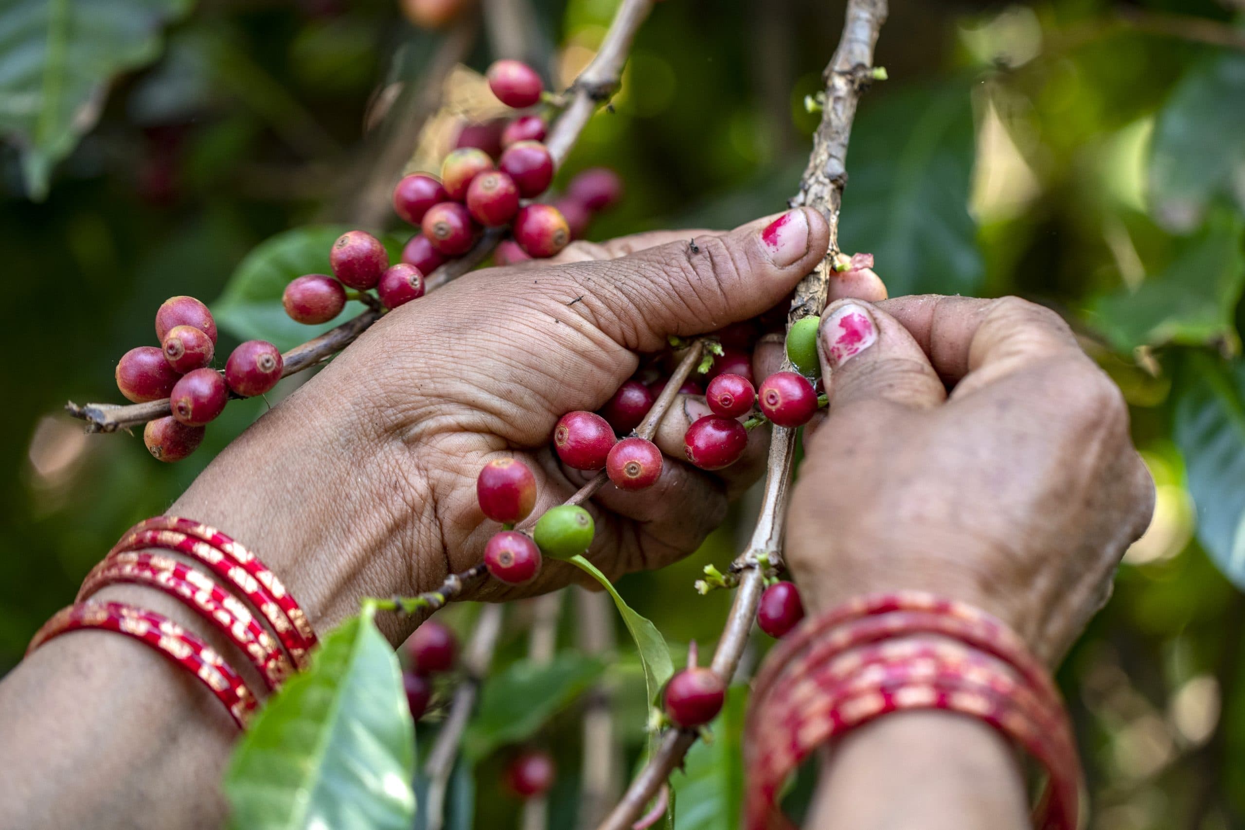 Coffee plants growing on terraced hillsides in Nuwakot, Nepal